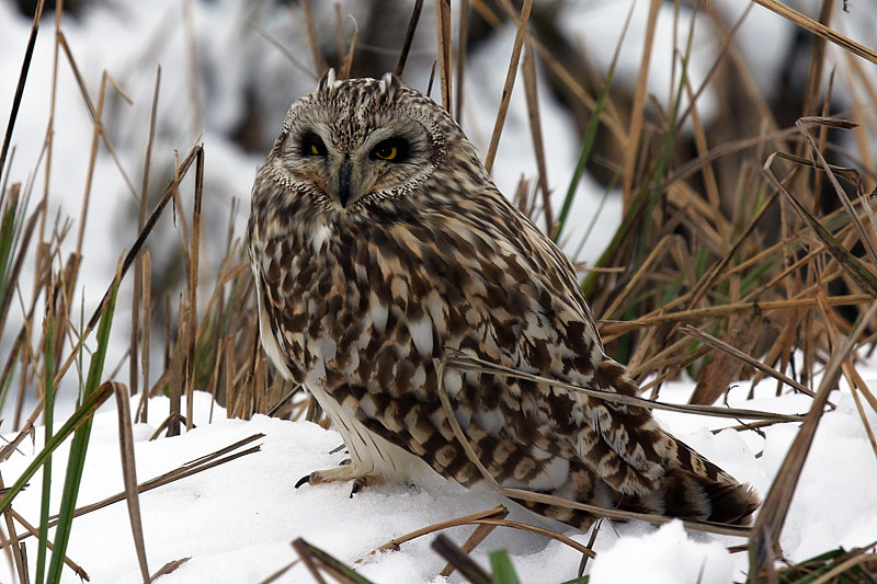 Gufo di palude (Asio flammeus)